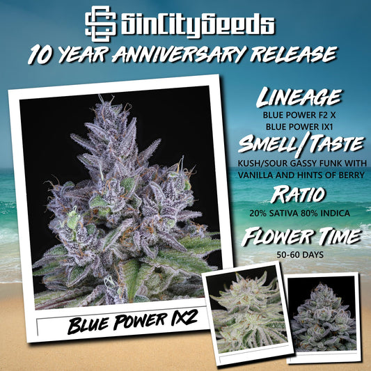 Sin City Seeds - Blue Power IX2