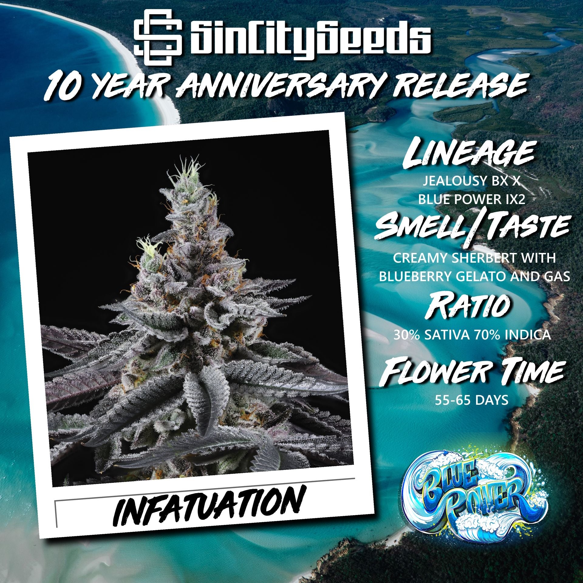 Sin City Seeds - Infatuation