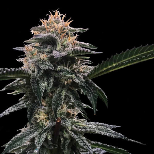 DNA Genetics - Banana Sorbet